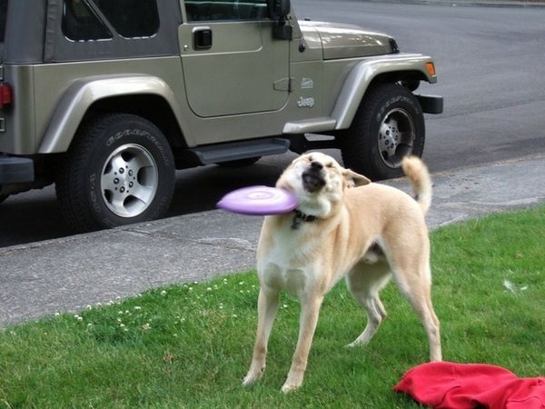 taken at the right time dog vs frisbee