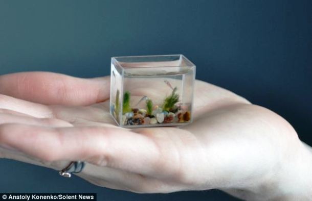 Russian artist Anatoly Konenko. The worlds smallest aquarium holds just two tea spoons of water and can only accommodate a few miniature stones, plants and the tiny zebra fish