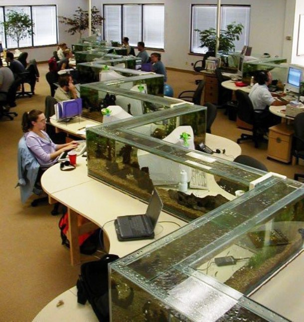 Fish tank can also be used as an original space divider in an office. Hopefully the roaming fish on the background dont distract the hardworking employees