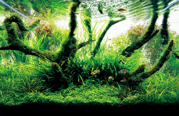 By Aquarist Takashi Amano, this fish tank creates a unique ecosystem