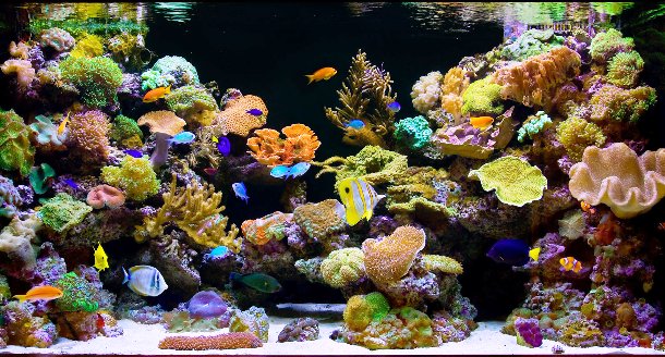 Those who want their fish tank to be vivid and colorful should go for a marine aquarium with saltwater fish and live coral