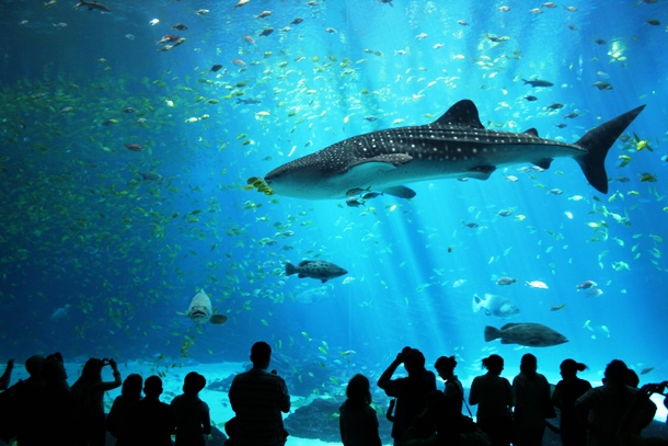 A100,000 animals of 500 different species in 38 million liters 10 million gallons of water, the world largest aquarium is The Georgia Aquarium in Atlanta, Georgia