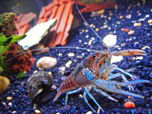 Pet crustaceans such as crabs, lobsters, shrimps or cray-fish are among the most common. They usually serve as the aquarium doctors, eliminating the ill and dead fish