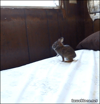 Hilarious Cute Little Animal Jump Fails...