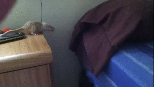Hilarious Cute Little Animal Jump Fails...