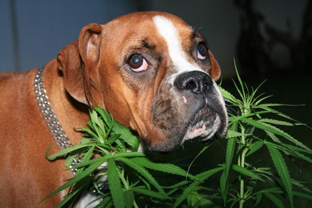 Marijuana doesn't only treat people. Pet owners are already using the drug medicinally to help their suffering cats and dogs. However, in large quantities, cannabis can be deadly to animals.
