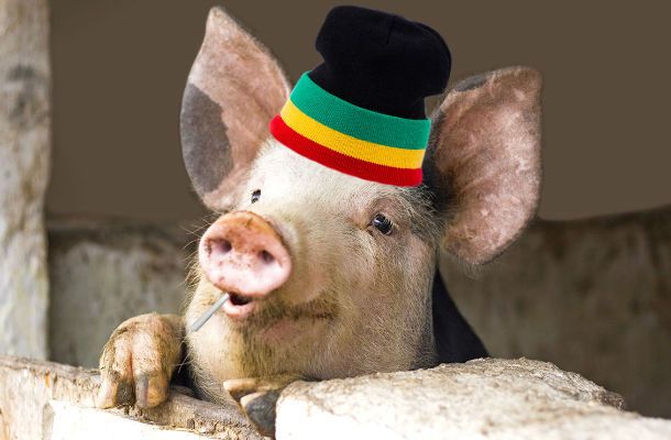 Marijuana is known to increase appetite and food consumption. Pigs in Bhutan are fed cannabis to make them hungrier and consequently fatter.