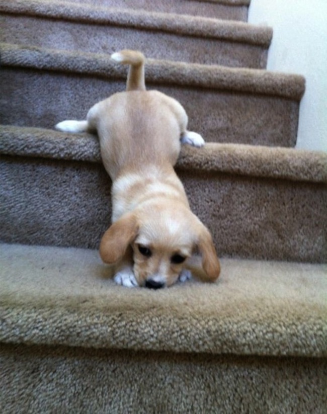 First attempt at going down the stairs.