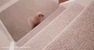 First attempt at going up the stairs.