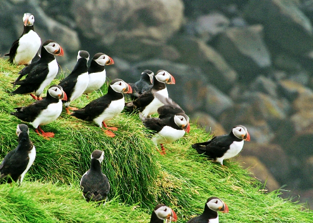 Obviously, Icelands unspoiled breathtaking nature is home to numerous animal species. Local wildlife is particularly rich with sea birds and marine mammals. Coastal cliffs, for example, provide perfect nesting places for abundant populations of Atlantic puffins.