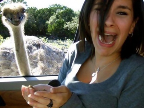 17 Animals Killing It At Photobombing