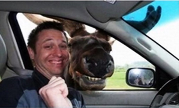 17 Animals Killing It At Photobombing