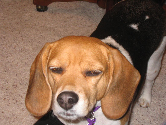 29 Dogs That Look Really Really High!