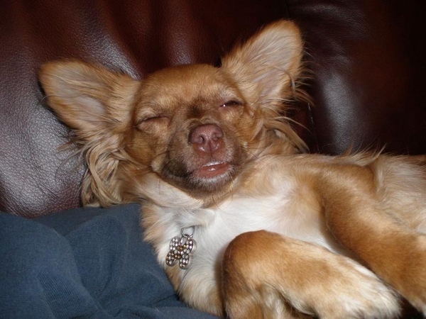 29 Dogs That Look Really Really High!