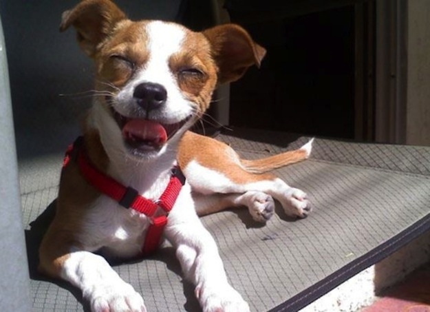 29 Dogs That Look Really Really High!