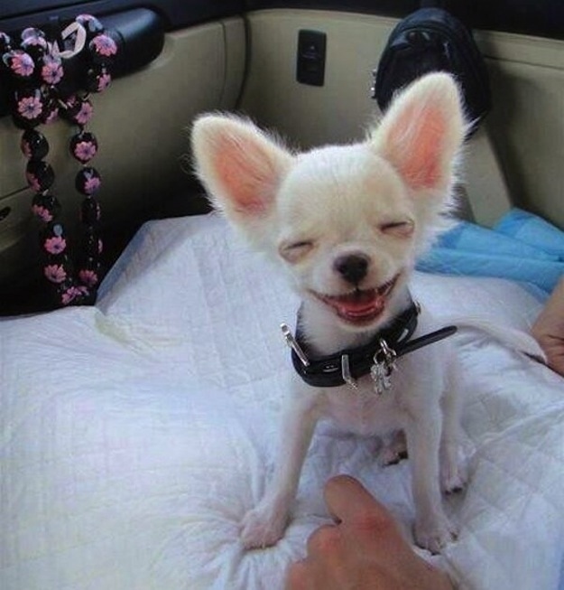 29 Dogs That Look Really Really High!