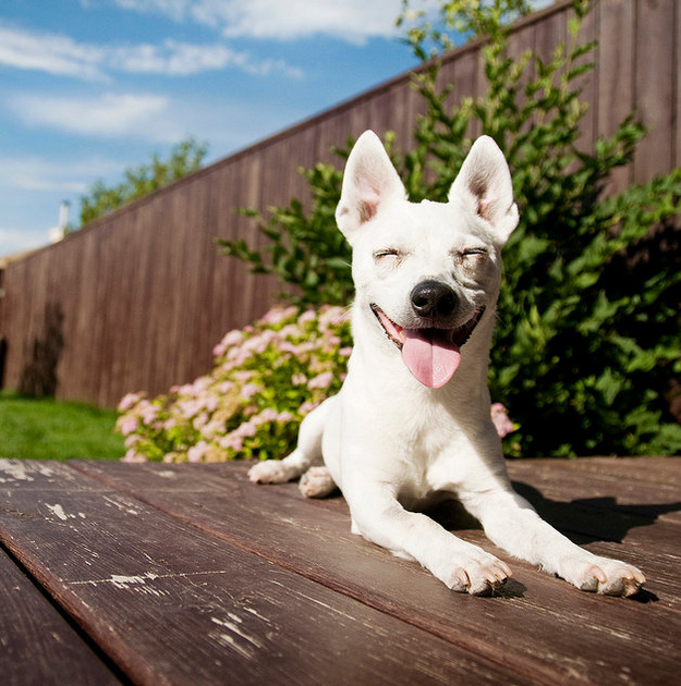 29 Dogs That Look Really Really High!