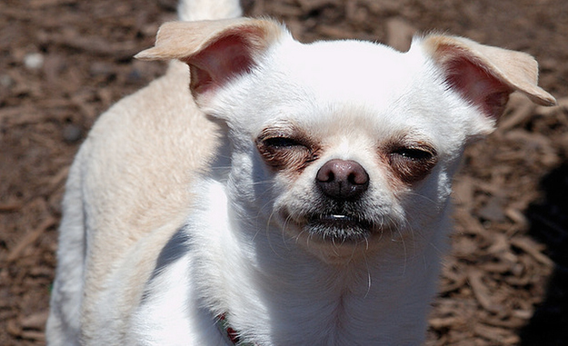 29 Dogs That Look Really Really High!