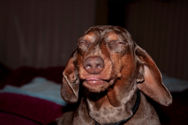 29 Dogs That Look Really Really High!