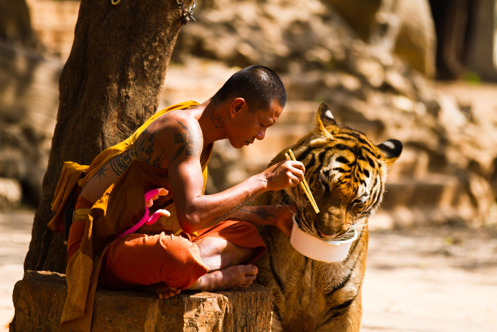 A Buddhist monk shares his meal with a tiger at the Kanchanaburi Tiger Temple in Thailand.