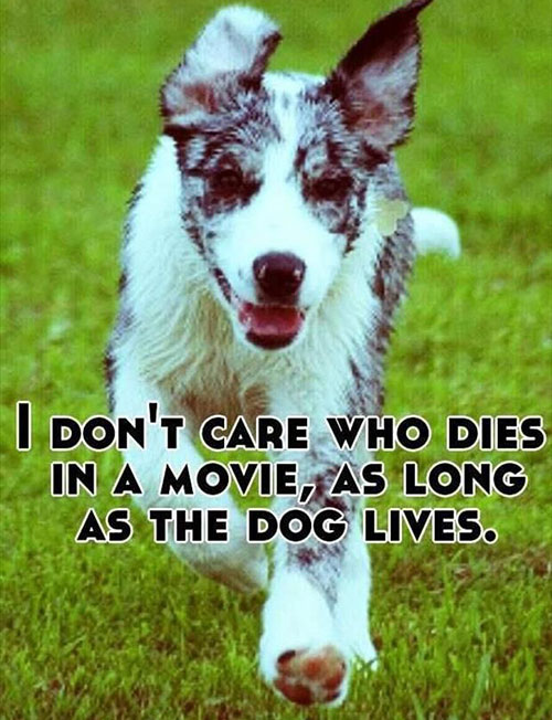 memes - don t care who dies - I Don'T Care Who Dies In A Movie, As Long As The Dog Lives.