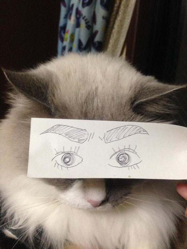 Cartoon Eyes on Cats!