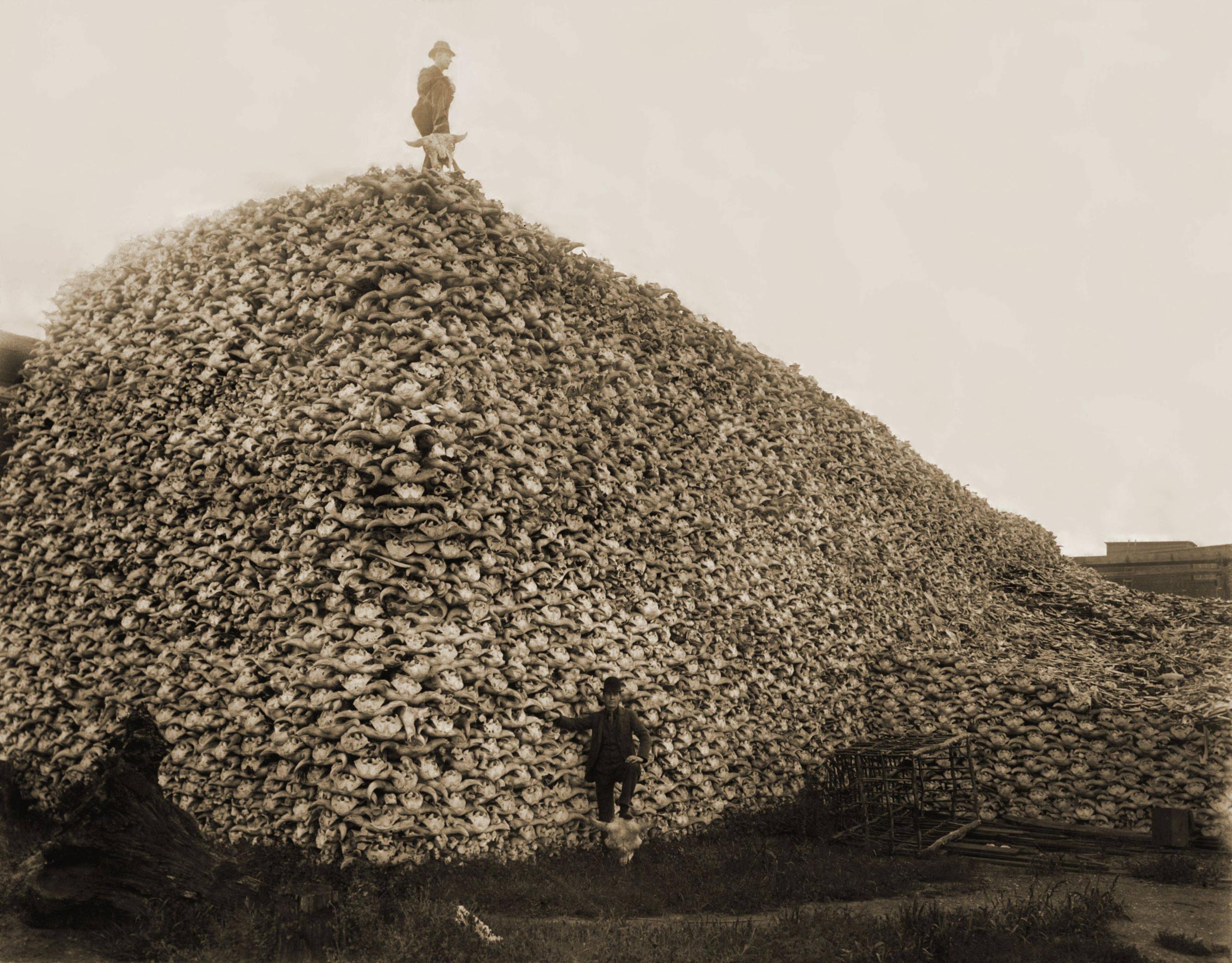 A man standing atop a mountain of bison skulls that are about to be ground up into fertilizer 1870s