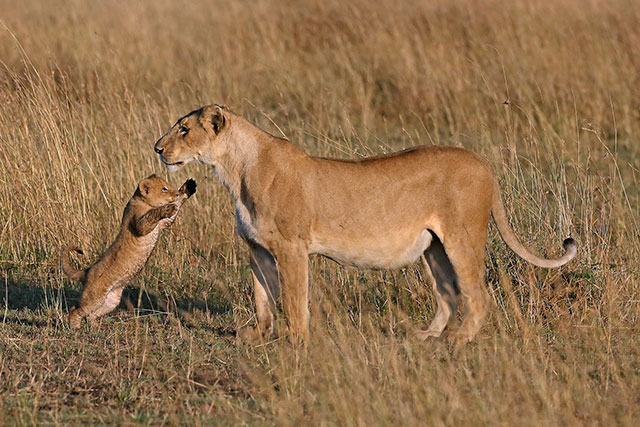 26 Beautiful Parenting Pictures From The Animal Kingdom!