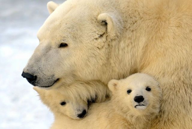 26 Beautiful Parenting Pictures From The Animal Kingdom!