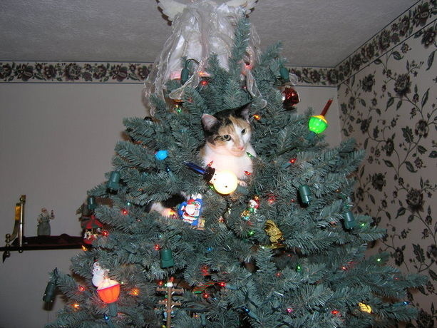 christmas cat