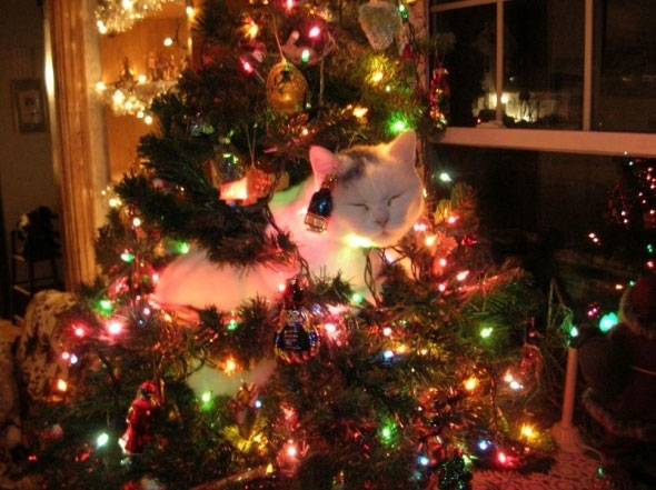 christmas cat cats love christmas trees