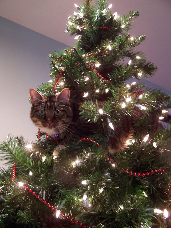 christmas cat cat proof christmas tree