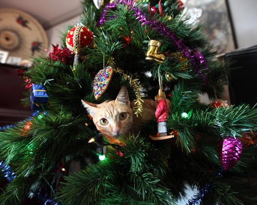 christmas cat cat in a christmas tree