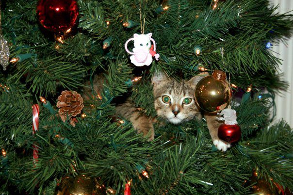 christmas cat cat in christmas tree