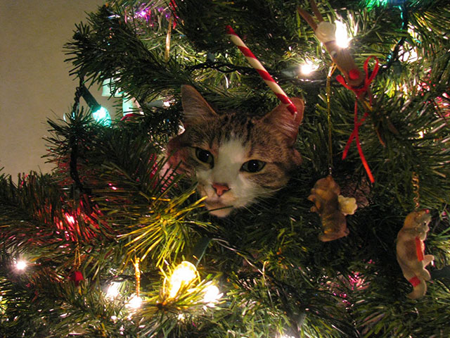 christmas cat cats in christmas trees