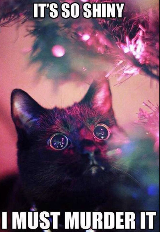 christmas cat christmas cat meme - It'S So Shiny I Mst Murder It