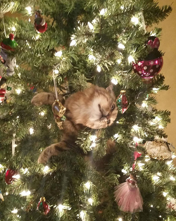 christmas cat cats in christmas tree