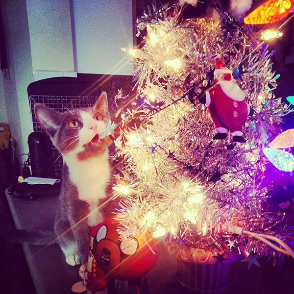 christmas cat Christmas tree