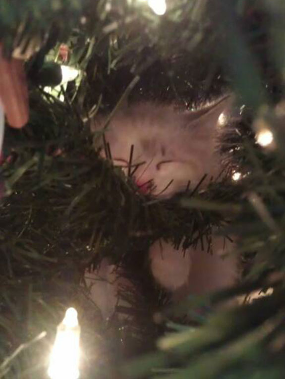 christmas cat fir