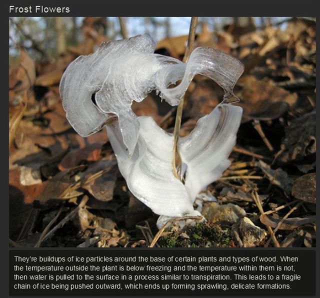 hoar frost flowers - Frost Flowers They're buildups of ice particles around the base of certain plants and types of wood. When the temperature outside the plant is below freezing and the temperature within them is not, then water is pulled to the surface 