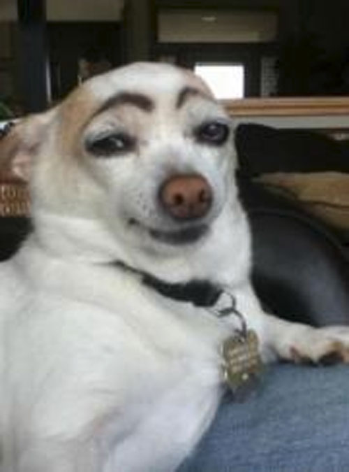 Draw eyebrows on your dog--or even better--borrow a friend's dog!