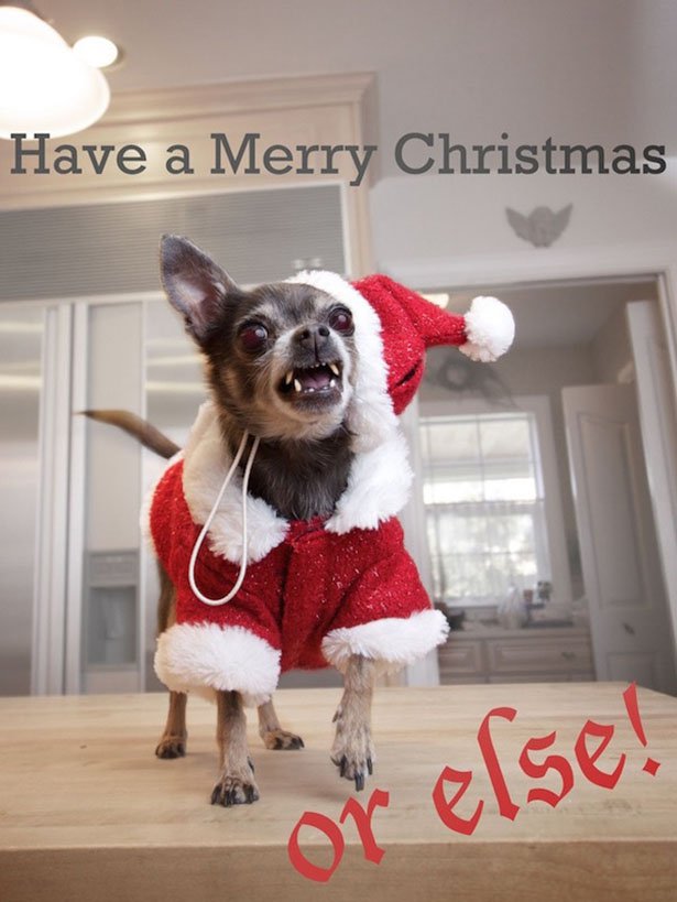 merry christmas funny animals - Have a Merry Christmas e!