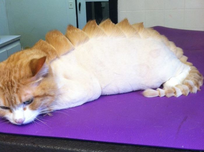 crocodile haircut cat