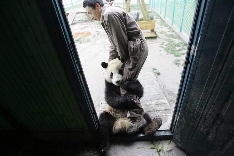 panda after earthquake
