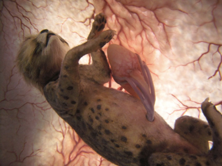 baby animals inside mother's womb