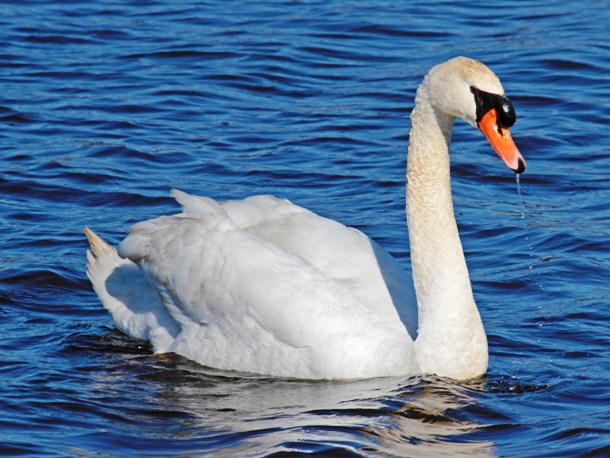 When threatened, swans can be very aggressive. They have been known to capsize boats, attack humans on jet skis, and strangle dogs to death.