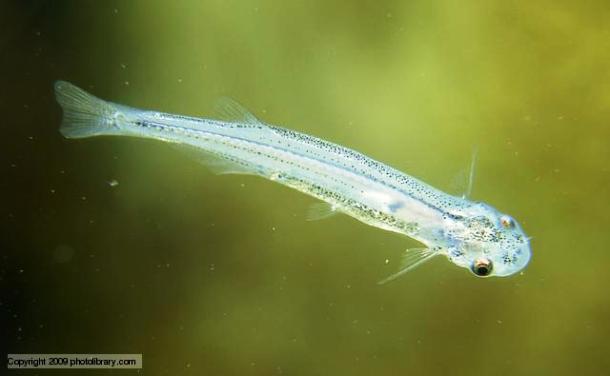 Candiru, a tiny parasitic freshwater fish living in South America, is reputedly capable of following a stream of urine to its source where it enters the body, and flares its barbed fins, keeping it firmly embedded in the flesh.