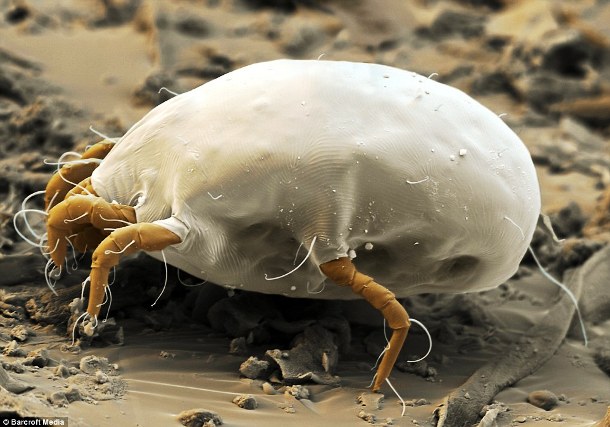 An average mattress doubles in weight over the course of 10 years due to accumulation of dust mites and dust mite poop.