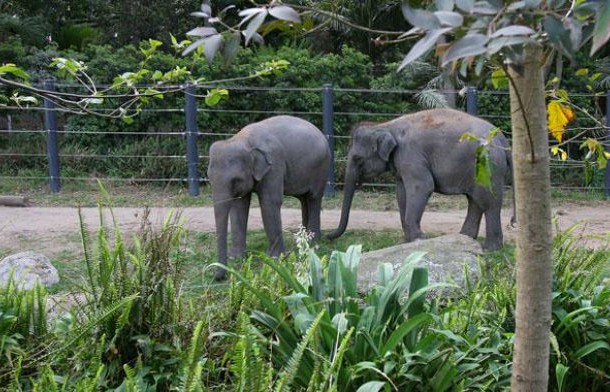 youtube fact werribee zoo elephants