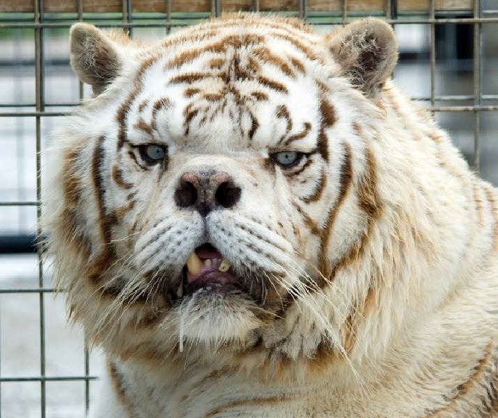 Meet Kenny the inbred white tiger with down syndrome